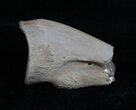 Partial Ornithomimus Claw - Montana #4305-1
